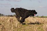 BOUVIER DES FLANDRES 251